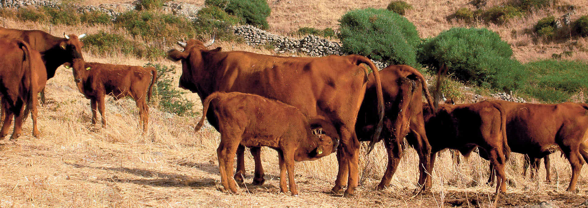 Red Ox of Montiferru